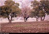 پدیده خشکیدگی درختان بلوط در استان فارس قابل کنترل است/ فارس پایلوت اجرای پروژه تقویت جنگل‌های بلوط