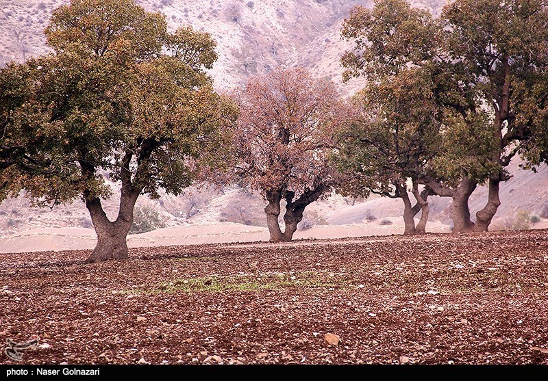 پدیده خشکیدگی درختان بلوط در استان فارس قابل کنترل است/ فارس پایلوت اجرای پروژه تقویت جنگل‌های بلوط