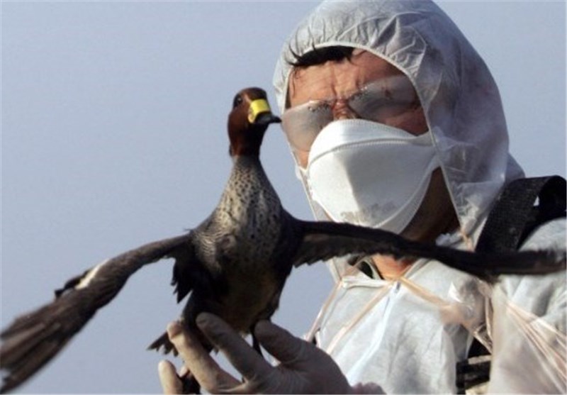200هزار پرنده برای جلوگیری از ویروس «آنفولانزای پرندگان» از بین رفت