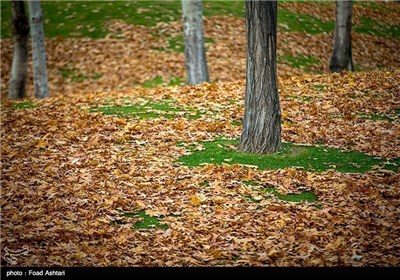 Iran's Beauties in Photos: Autumn in Tehran