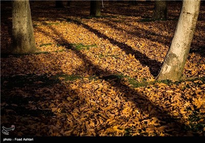 Iran's Beauties in Photos: Autumn in Tehran