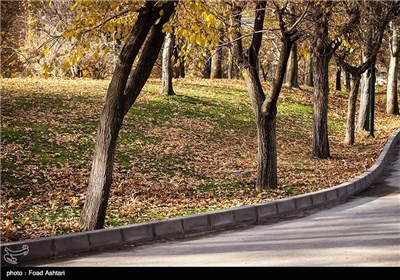 Iran's Beauties in Photos: Autumn in Tehran