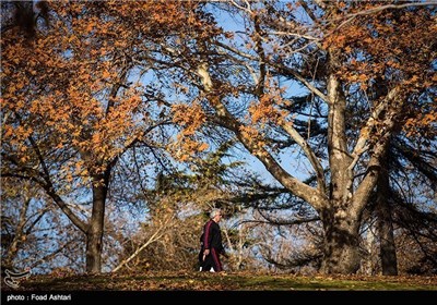 Iran's Beauties in Photos: Autumn in Tehran