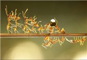 کنترل ترافیک با الهام از مورچه‌ها