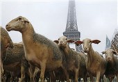 عشایر اردبیل 265 راس گوسفند برای زائران اربعین اعطا کردند