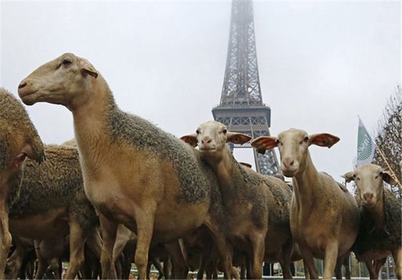 عشایر اردبیل 265 راس گوسفند برای زائران اربعین اعطا کردند
