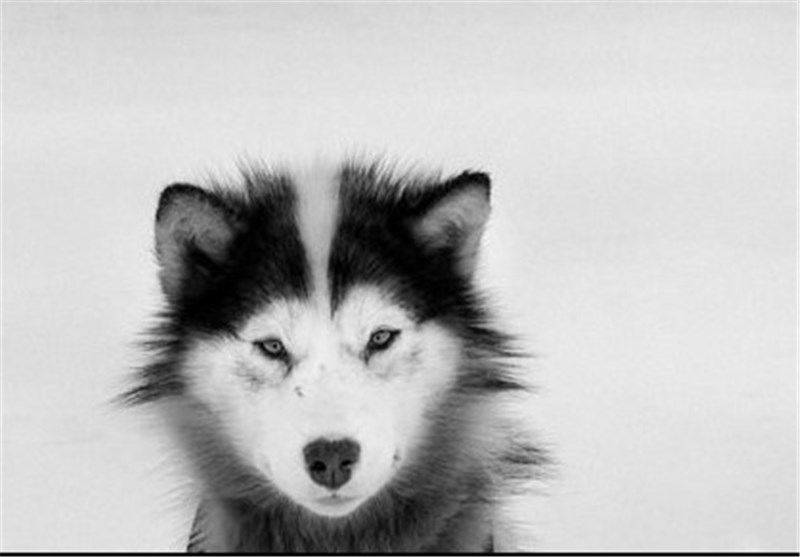 تصاویر واپسین روزهای قطب شمال