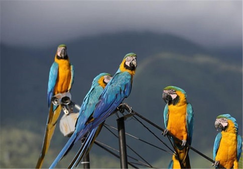 بیرجند| محموله قاچاق پرندگان زینتی کشف شد