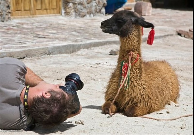 تصاویر «لاما» شتر بی کوهان آمریکای جنوبی
