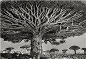 درختی که فقط در جزایر قناری می روید +عکس