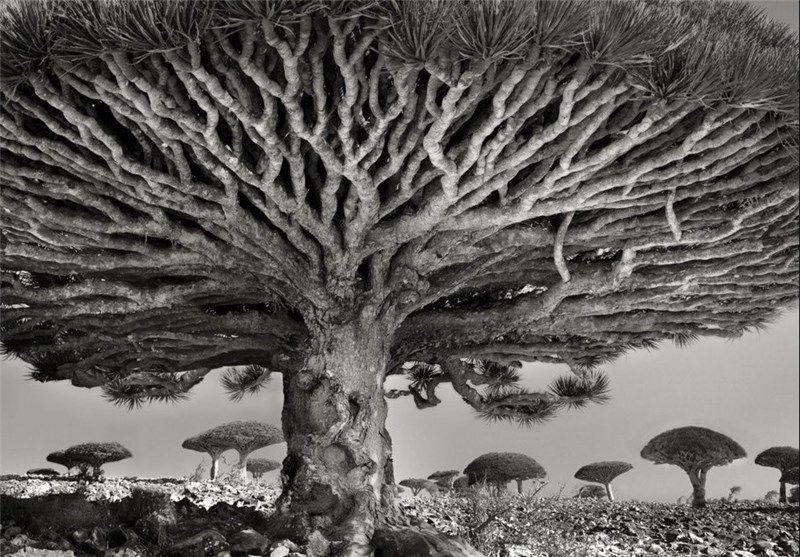 درختی که فقط در جزایر قناری می روید +عکس