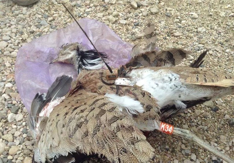 48 پرنده شکاری و نادر در عسلویه کشف شد