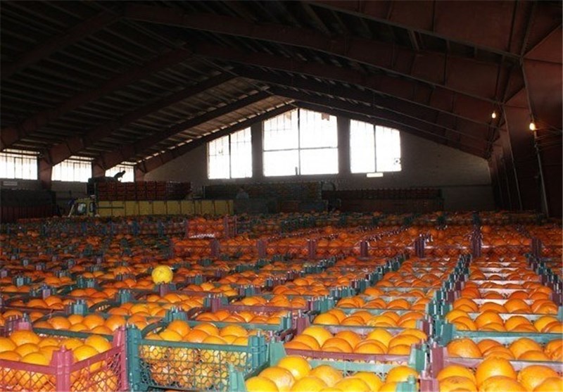 3300 تن سیب و 4500 تن پرتقال شب عید استان تهران ذخیره‌سازی شده است