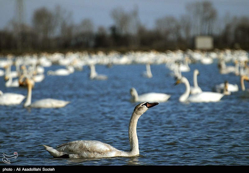 Sorkhrud Wetland, A Refuge for Migratory Birds