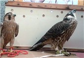 2 پرنده شکاری از شکارچیان متخلف در عسلویه کشف شد