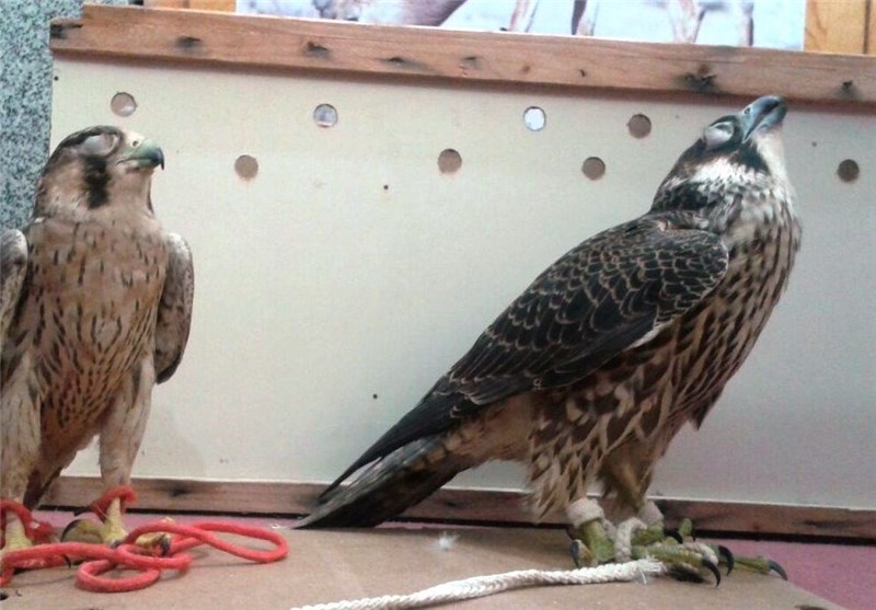 شکارچیان پرندگان شکاری در استان بوشهر 60 میلیون تومان جریمه می‌شوند