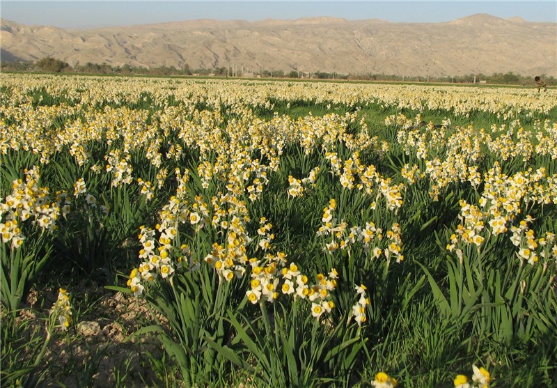 8.5 میلیون شاخه گل در استان بوشهر تولید شد