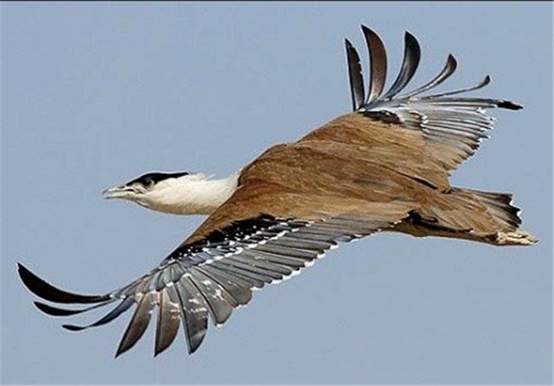 &quot; زنگوله‌ بال&quot; پرنده در خطر انقراض در پارک ملی بوجاق مشاهده شد