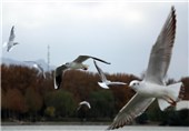 سرشماری زمستانی پرندگان مهاجر در مهاباد آغاز شد