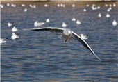 امکان انتشار بیماری آنفولانزای فوق حاد پرندگان به دلیل مهاجرت پرندگان آبزی