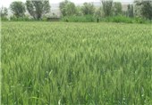 355 هزار هکتار گندم در گلستان کشت شده است