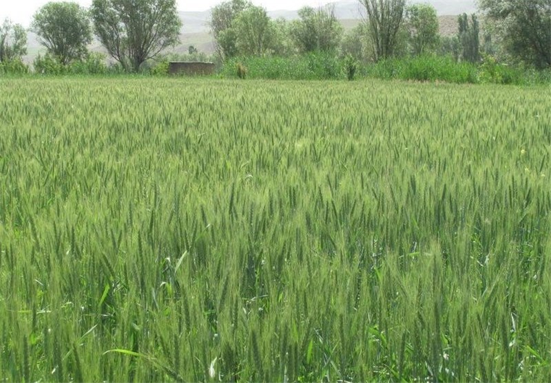 388 هزار هکتار گندم در استان گلستان کشت شد