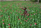 Iran Offers Cropping Pattern Help to Afghanistan