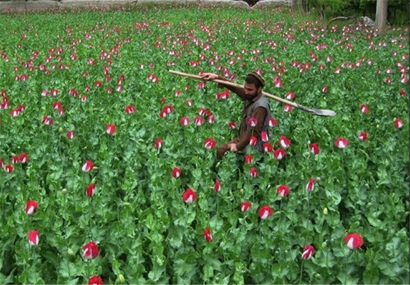 Iran Offers Cropping Pattern Help to Afghanistan