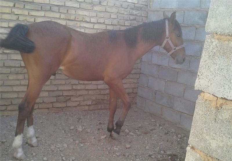 پرورش اسب، تلفیق اقتصاد و ورزش در مهریز