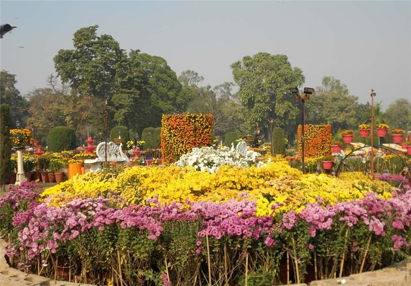 برگزاری نمایشگاه گل‌های داودی در باغ «جناح» شهر لاهور پاکستان + تصاویر