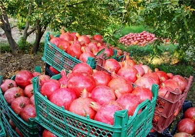 برنامه‌ریزی برای صادرات ۱۲۰ هزار تن انار از کشور