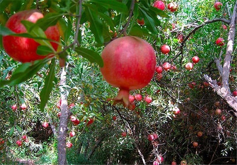 طرح «مبارزه بیولوژیک» با آفت در باغات انار سرخه اجرایی شد