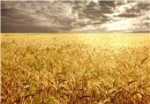 گندم و جو در 40 هزار هکتار از مزارع هویزه کشت شد
