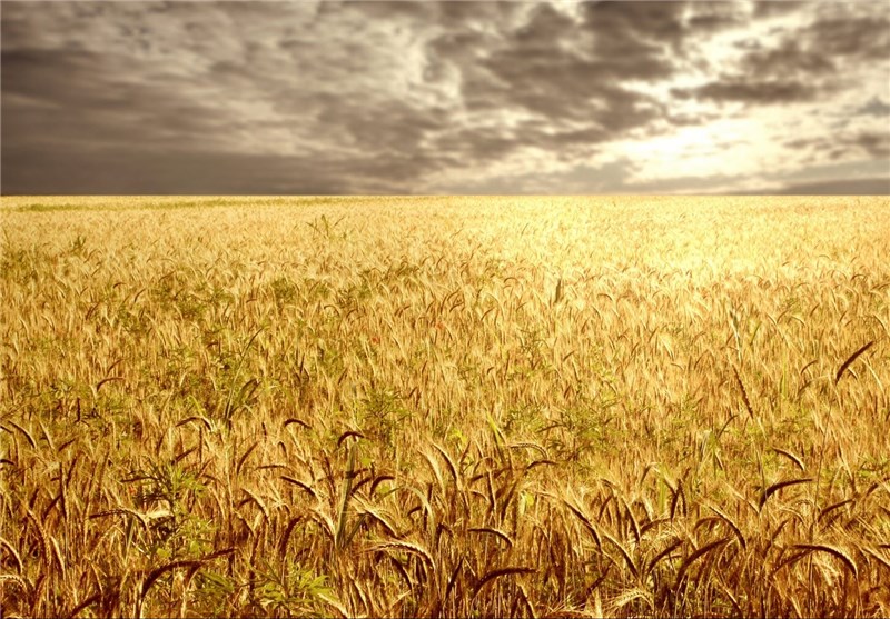 کاهش 10 درصدی تولید گندم ایران در سال 2014