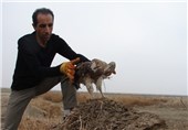 عقاب مارخور در منطقه حفاظت شده حلّه استان بوشهر رها شد