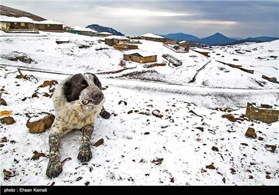 Iran’s Beauties in Photos: Winter in Khalkhal-Asalem Region