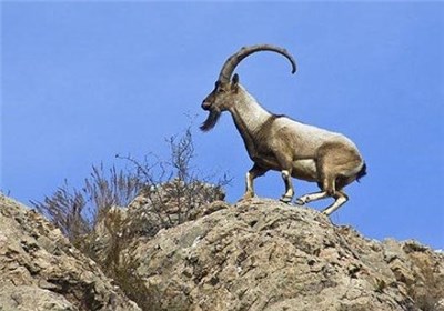 یزد| اولین زاد آوری بز وحشی پناهگاه حیات وحش دره انجیر