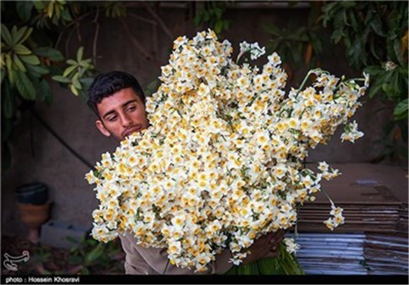 30 میلیون شاخه گل نرگس از مزارع بهبهان برداشت می‌شود