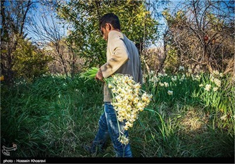 نخستین جشنواره ملی ثبت گل نرگس بهبهان برگزار می‌شود