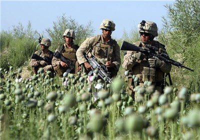  نگرانی اروپا از کاهش کشت مواد مخدر در افغانستان 