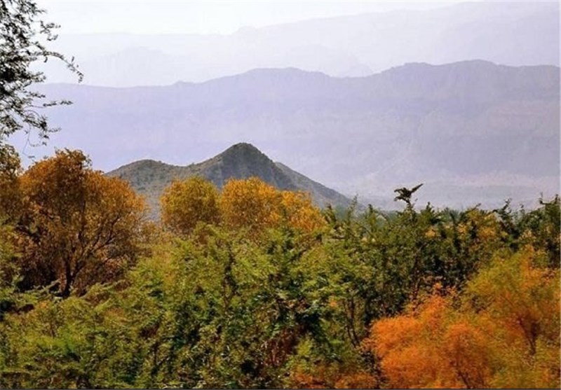 جنگل‌کاری در زنجان توسعه می‌یابد