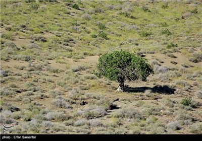 Bahram-e Gur Protected Area in Iran’s Shiraz