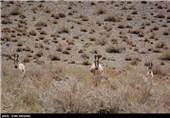 Protected Area of Bahra-e Goor Near Iran&apos;s Southern Shiraz City