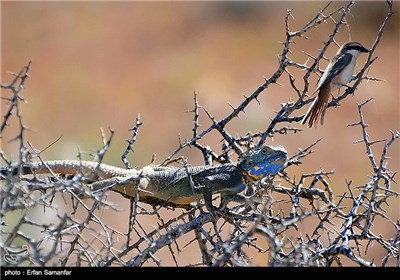 Bahram-e Gur Protected Area in Iran’s Shiraz