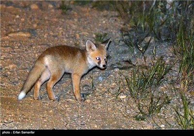 Bahram-e Gur Protected Area in Iran’s Shiraz