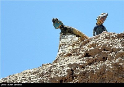 Bahram-e Gur Protected Area in Iran’s Shiraz