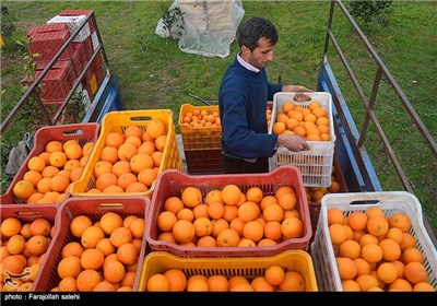  Orange Harvest in Iran’s Northern City of Tonekabon