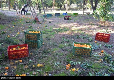  Orange Harvest in Iran’s Northern City of Tonekabon