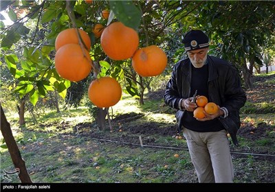  Orange Harvest in Iran’s Northern City of Tonekabon