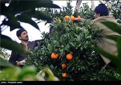  Orange Harvest in Iran’s Northern City of Tonekabon